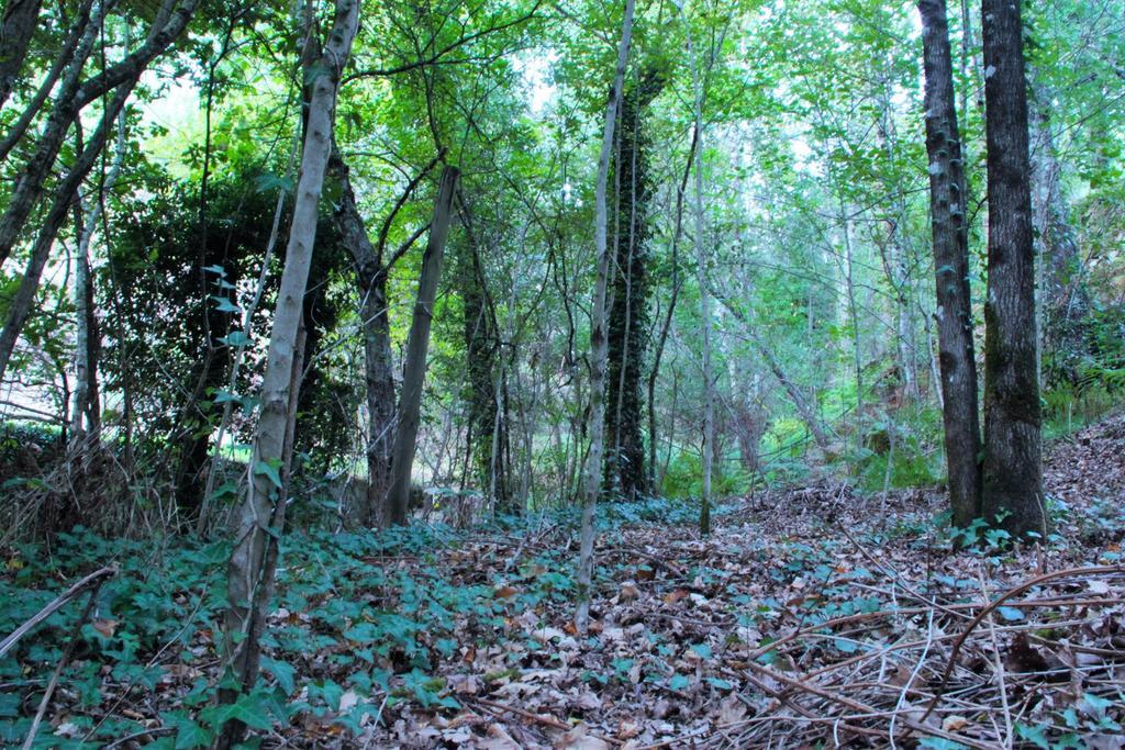 Eco Camping Juncal Ξενοδοχείο Marco de Canavezes Εξωτερικό φωτογραφία